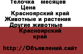 Телочка 5 месяцев › Цена ­ 20 000 - Красноярский край Животные и растения » Другие животные   . Красноярский край